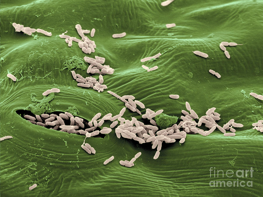 Sem Of E. Coli Bacteria On Lettuce #3 Photograph by Scimat