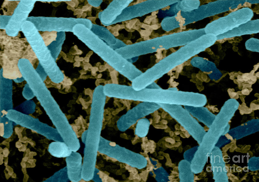 Sem Of Lactobacillus Acidophilus #3 Photograph by Scimat