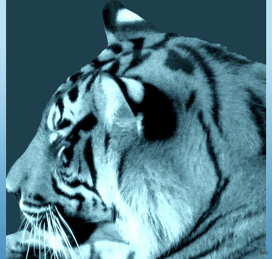 Shades Of A Tiger  Series #3 Photograph by Debra     Vatalaro