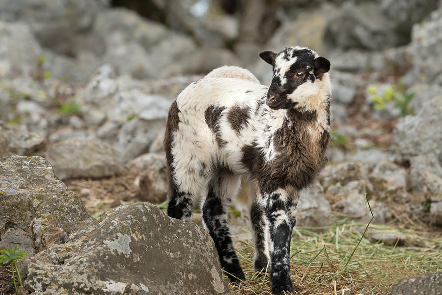 Sheep, Lamb On A Mediterranean Pasture Between Rocks In Spring Photograph