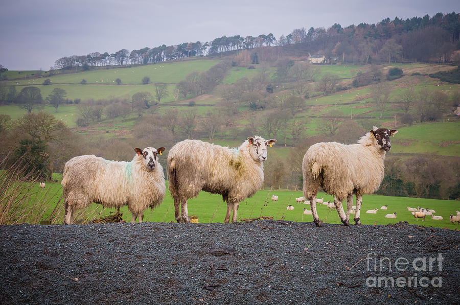 Sheep #3 Photograph by Mariusz Talarek
