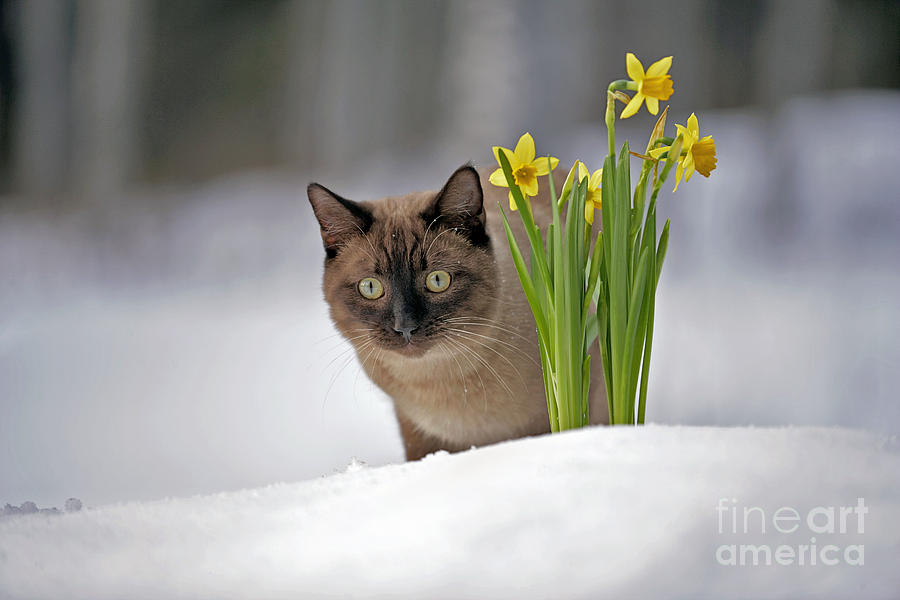 Siamese Cat #3 Photograph by Rolf Kopfle