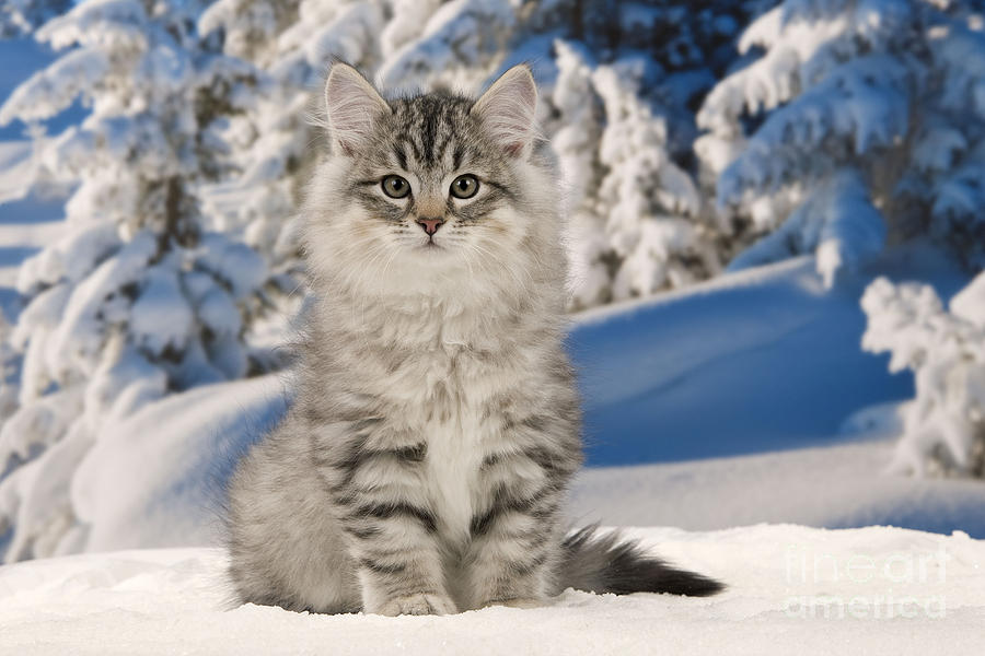 Siberian Cat #3 Photograph by Jean-Michel Labat
