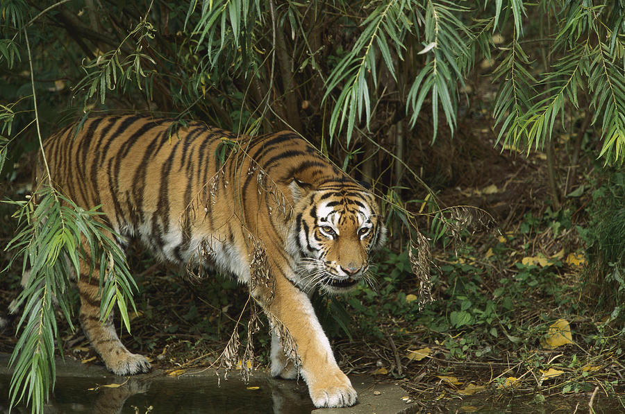 Siberian Tiger Panthera Tigris Altaica #3 Photograph by Konrad Wothe