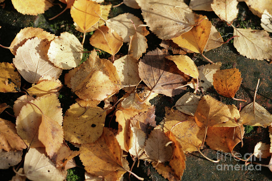 Silver Birch leaves lying on a brick path in a Cheshire garden on an Autumn day   England #3 Photograph by Michael Walters