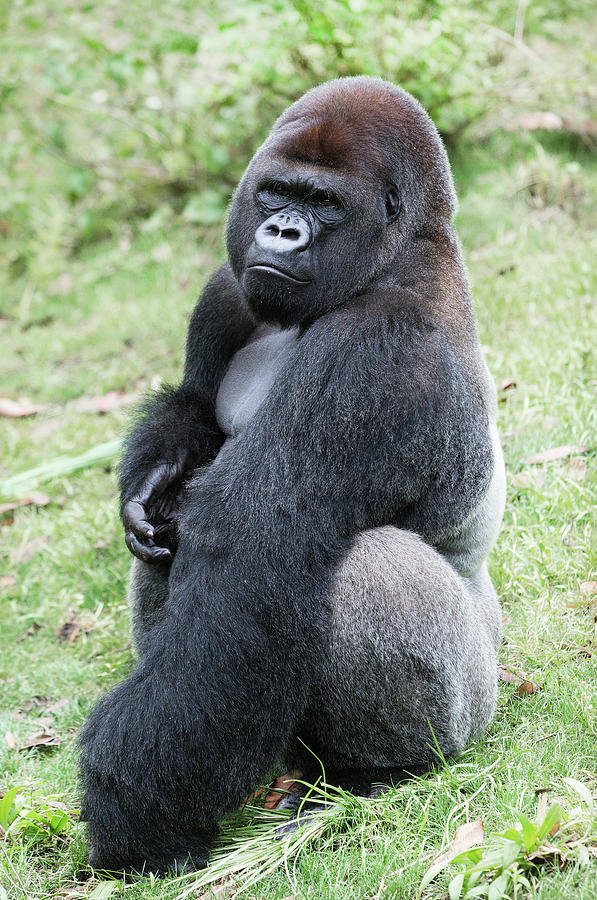 Silverback Gorilla-Gentle Giant Throw Pillow