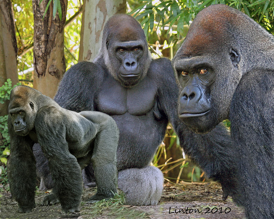 Silverback Montage #3 Photograph by Larry Linton