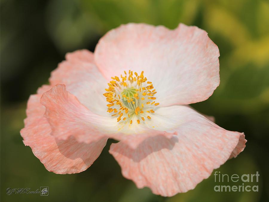 Single White and Coral Poppy from the Angels Choir Mix #5 Photograph by J McCombie