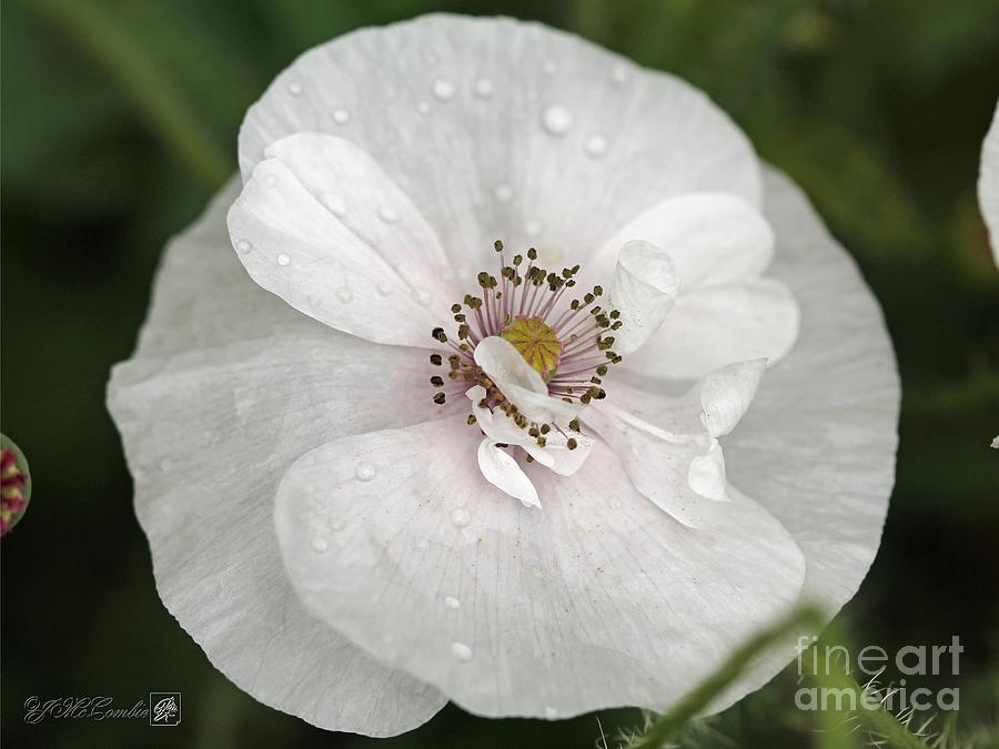 Single White Poppy from the Angels Choir Mix #2 Photograph by J McCombie