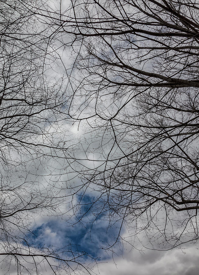 Sky Trees and Clouds #3 Photograph by Robert Ullmann