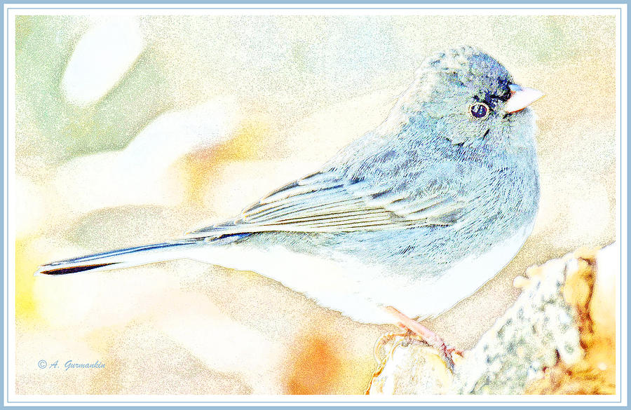Slate-colored Junco, Snowbird, Male, Animal Portrait #3 Digital Art by A Macarthur Gurmankin