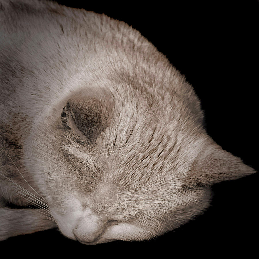 Sleeping Cat Photograph
