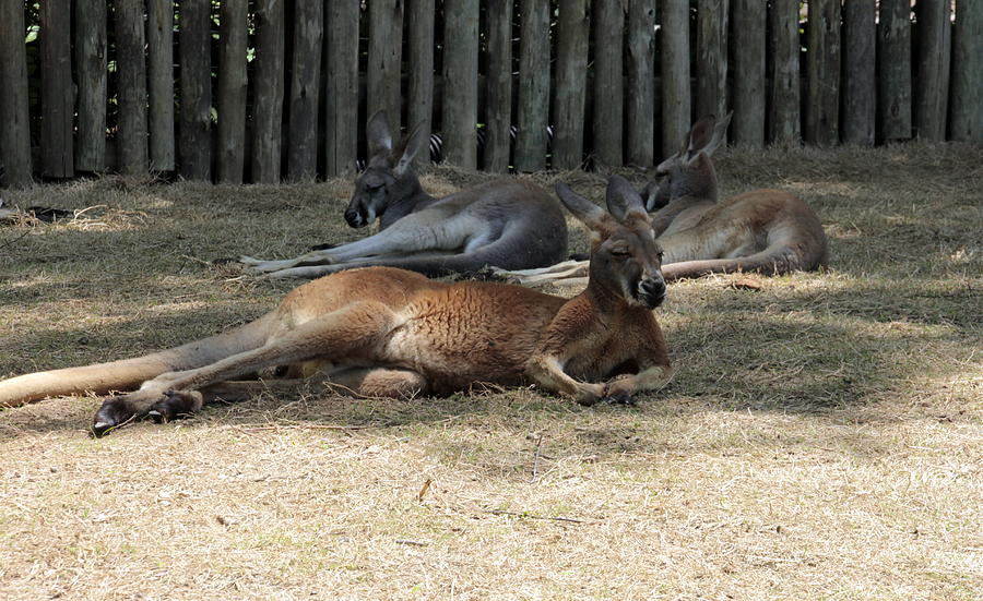 3 Sleeping Roos Photograph by Valerie Collins