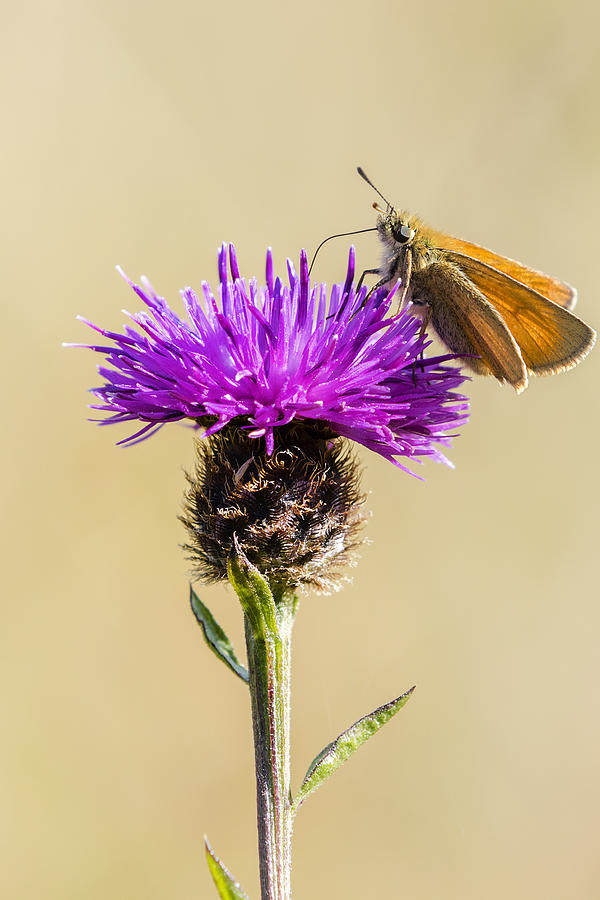 Small Skipper #3 Photograph by Chris Smith