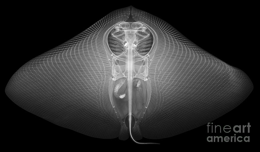 Smooth Butterfly Ray, X-ray #3 Photograph by Ted Kinsman