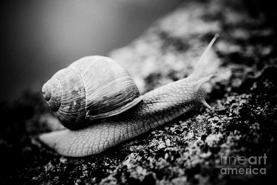 Snail crawling on the stone Artmif #3 Photograph by Raimond Klavins