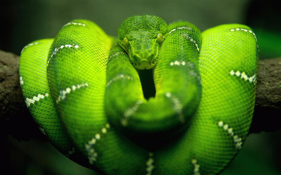 Snake Photograph - Snake #3 by Mariel Mcmeeking