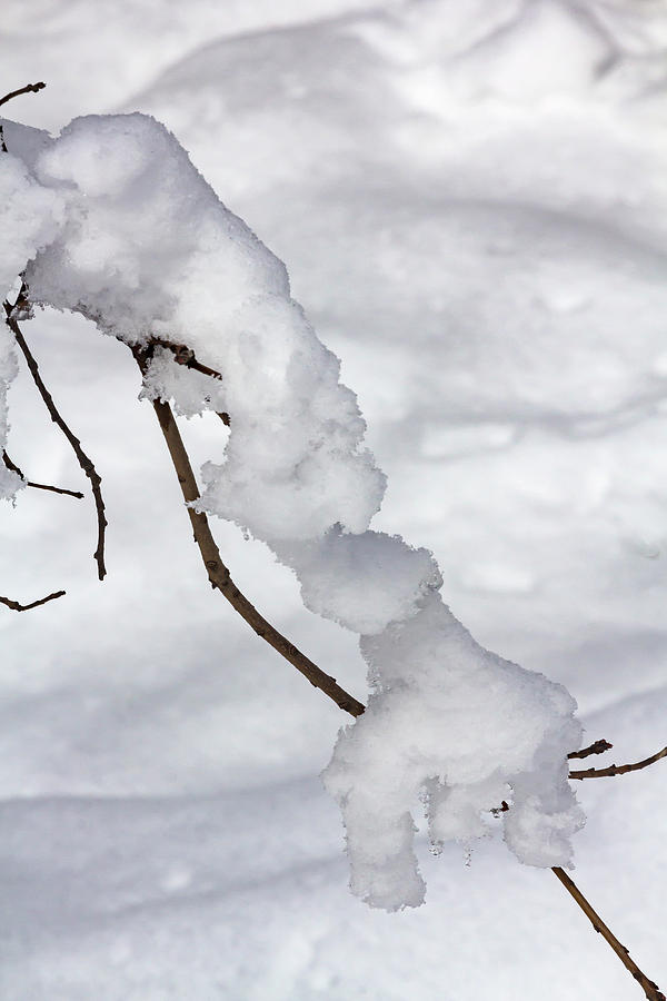 Snow and Branch #3 Photograph by Robert Ullmann