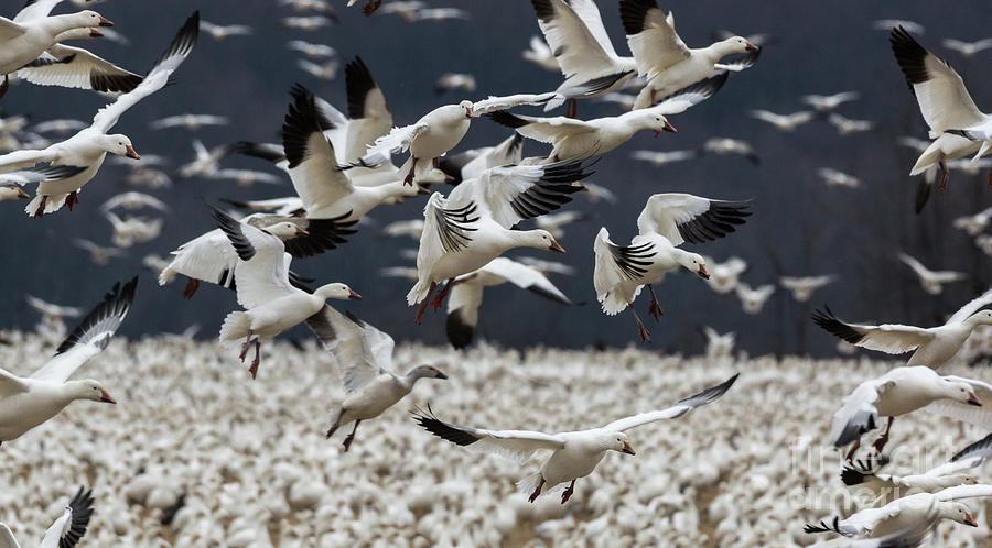 Snow Geese - Middle Creek, PA #3 Photograph by Craig Shaknis