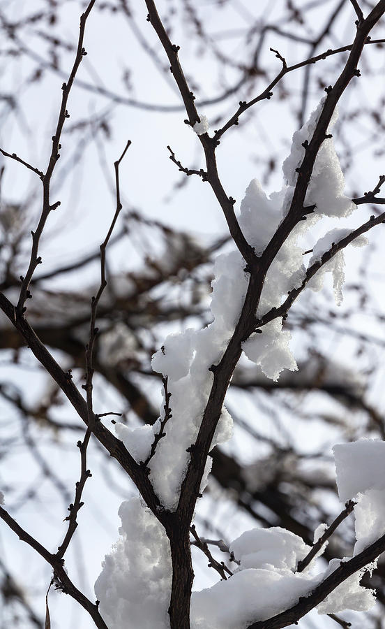 Snow Ice and Branches #3 Photograph by Robert Ullmann