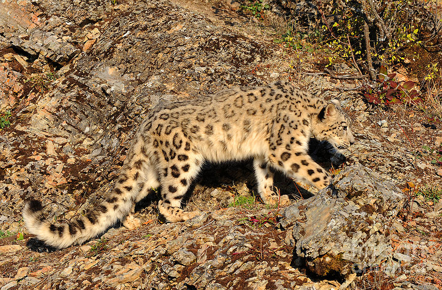 Snow Leopard #3 Photograph by Dennis Hammer