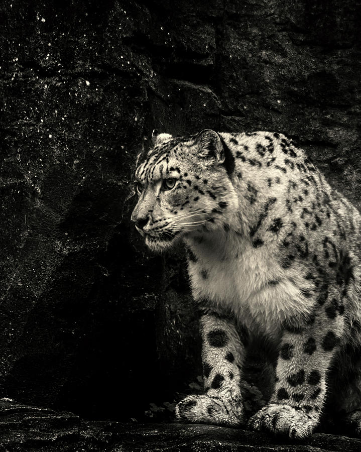 Snow Leopard Photograph by Martin Newman - Fine Art America