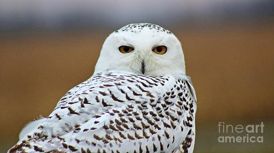 Snow Owl #3 Photograph by Erick Schmidt