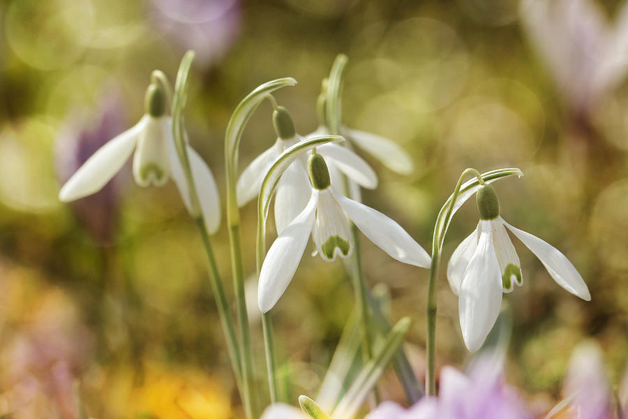Flower Photograph - Snowdrops  #3 by Heike Hultsch