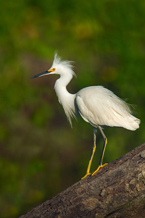 Snowy Egret Egretta Thula, Tortuguero #3 Photograph by Panoramic Images