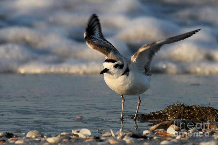Snowy Plover #4 Photograph by Meg Rousher
