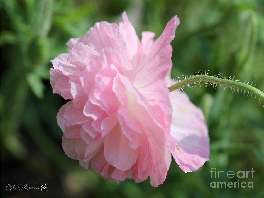 Soft Pink and White Poppy from the Angels Choir Mix #3 Photograph by J McCombie