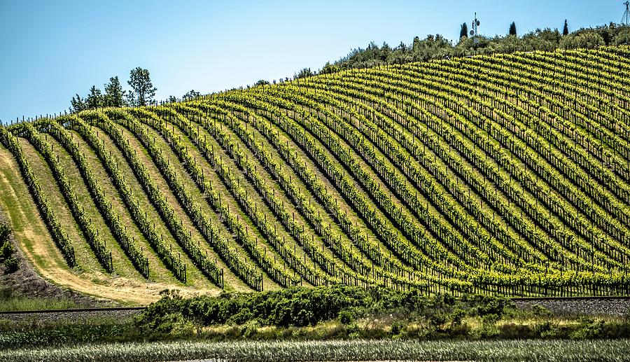Sonoma And Napa Valley Vinyards In California #3 Photograph by Alex Grichenko