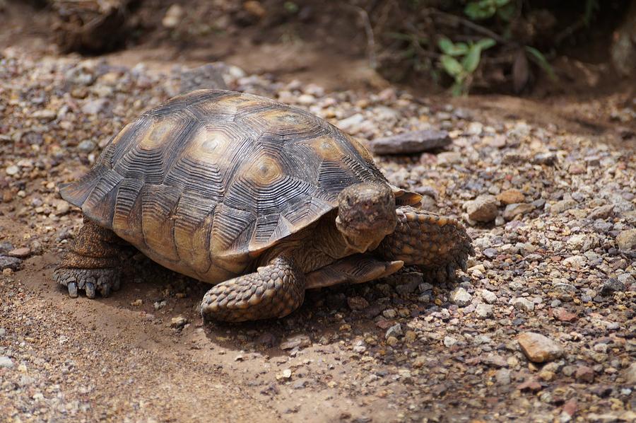 Sonoran Desert Tortoise Photograph by Dennis Boyd - Fine Art America