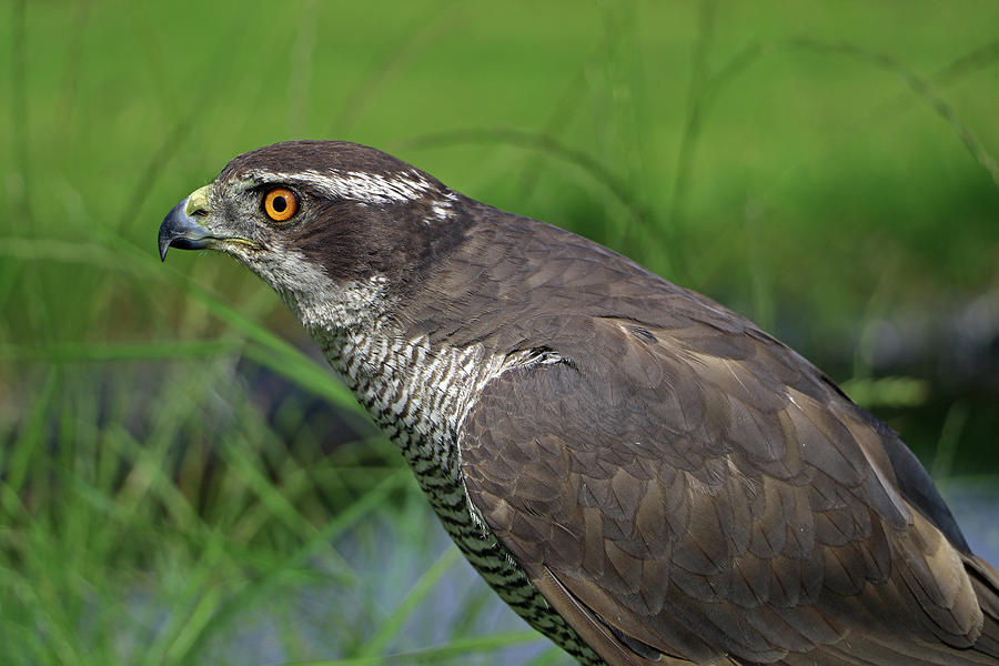 Sparrowhawk  #3 Photograph by Tony Murtagh