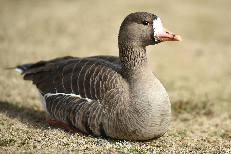 Specklebelly Goose Photograph by Katie Weller