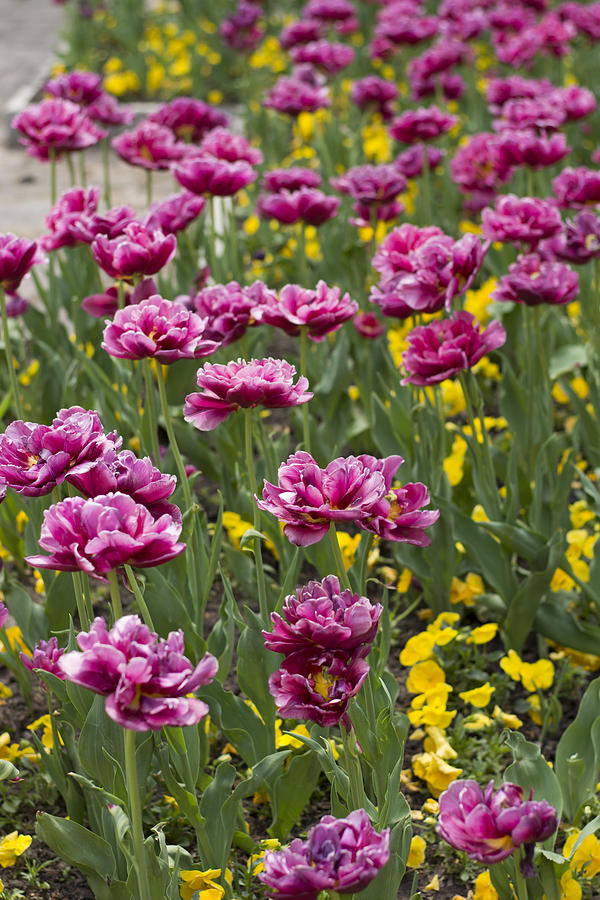Spring Blossom Of Pink Tulips In Park Photograph