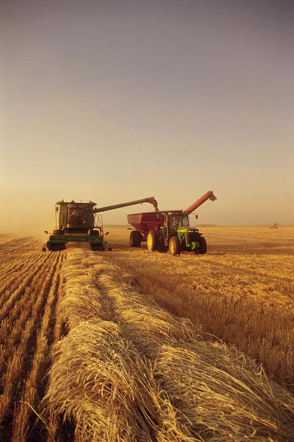 Spring Photograph - Spring Wheat Harvest, Tiger Hills #3 by Dave Reede
