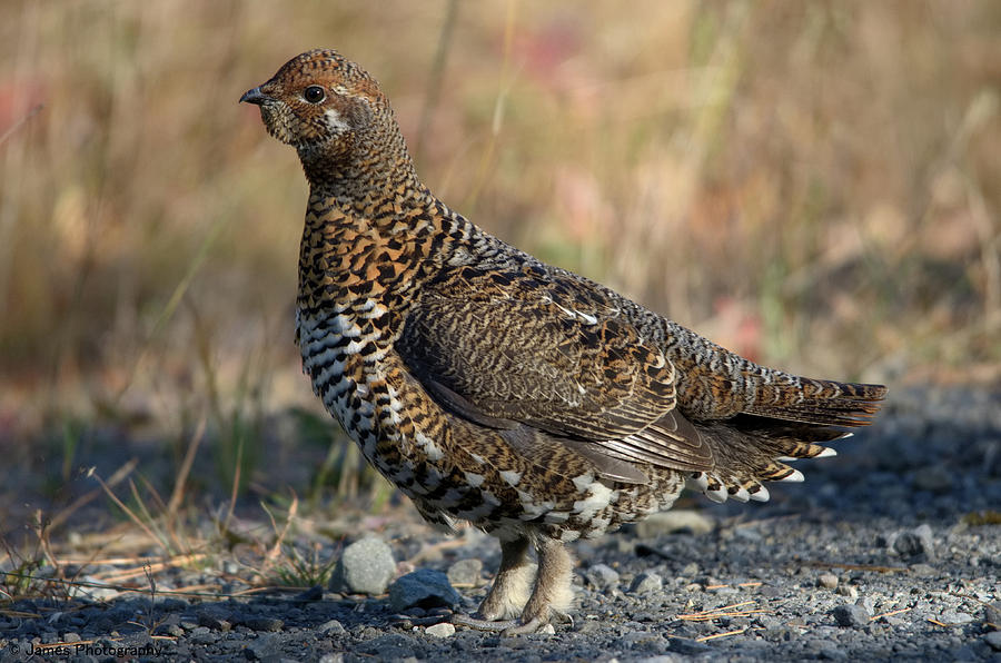 Spruce Grouse #3 Photograph by James Petersen