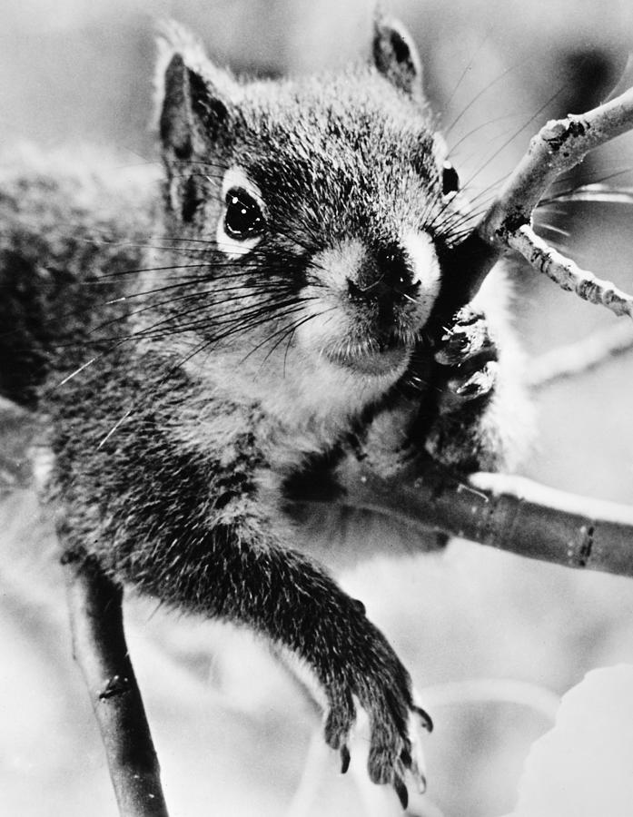 Squirrel Photograph - Squirrel #3 by Granger