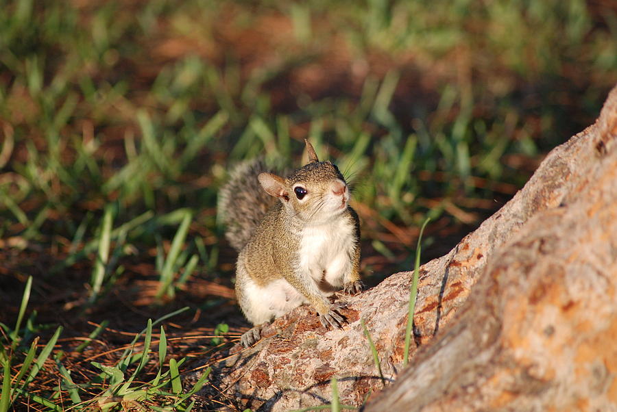 3- Squirrel Photograph by Joseph Keane