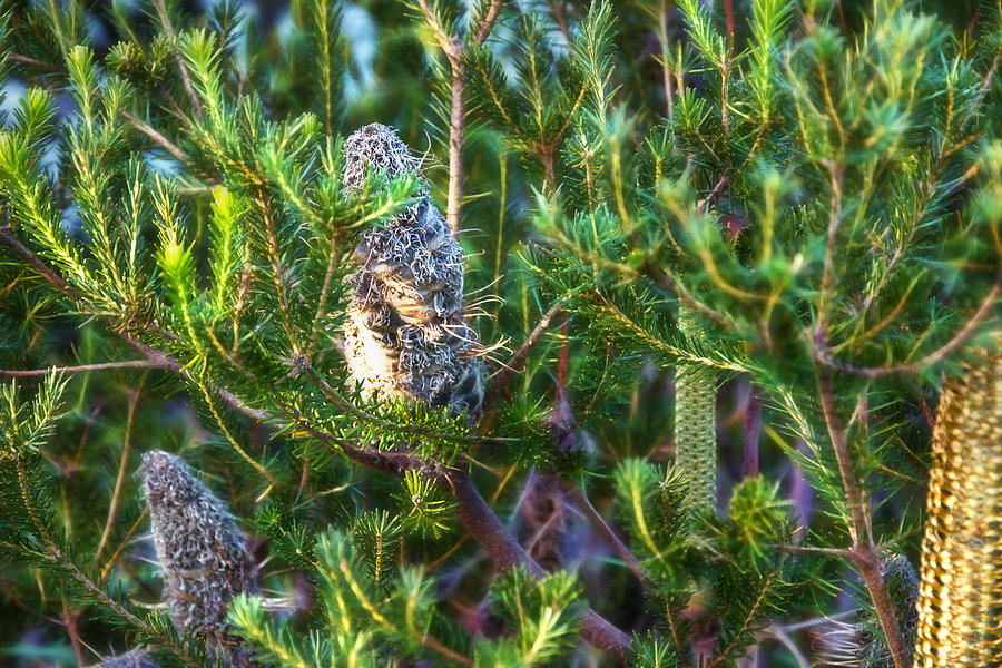 3 Stages Of Banksia Photograph by Miroslava Jurcik