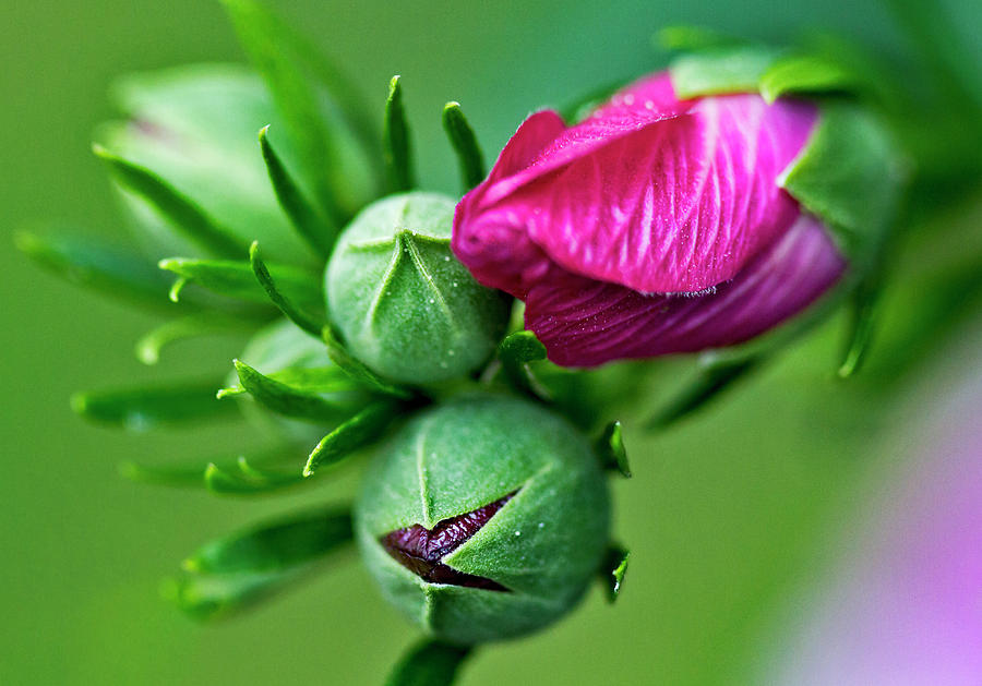 3 Stages of Beautiful Buds Photograph by Bob Slitzan