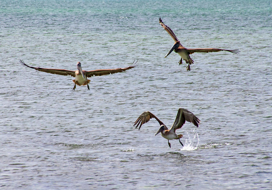 3 Stages of Pelican Flight Photograph by Bob Slitzan
