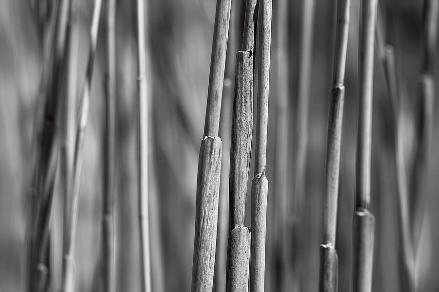 3 Stalks Photograph by Brian Pflanz - Fine Art America