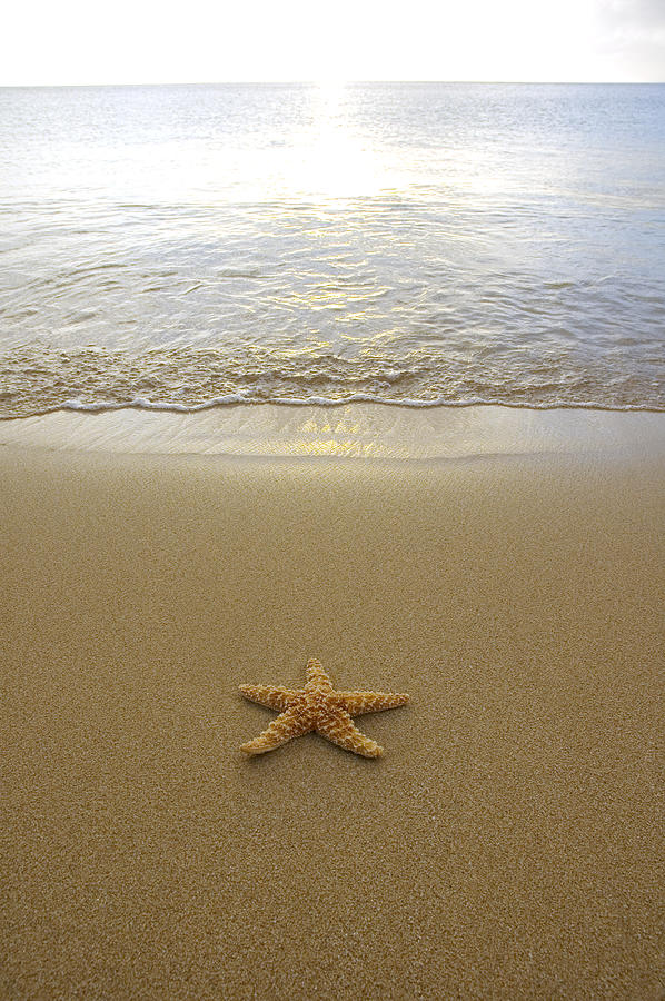Starfish on Beach #3 Photograph by Mary Van de Ven - Printscapes