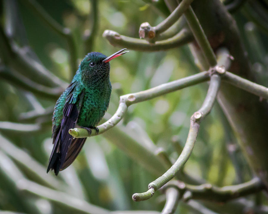 Steely-Vented Hummingbird Quindio Colombia Photograph by Adam Rainoff