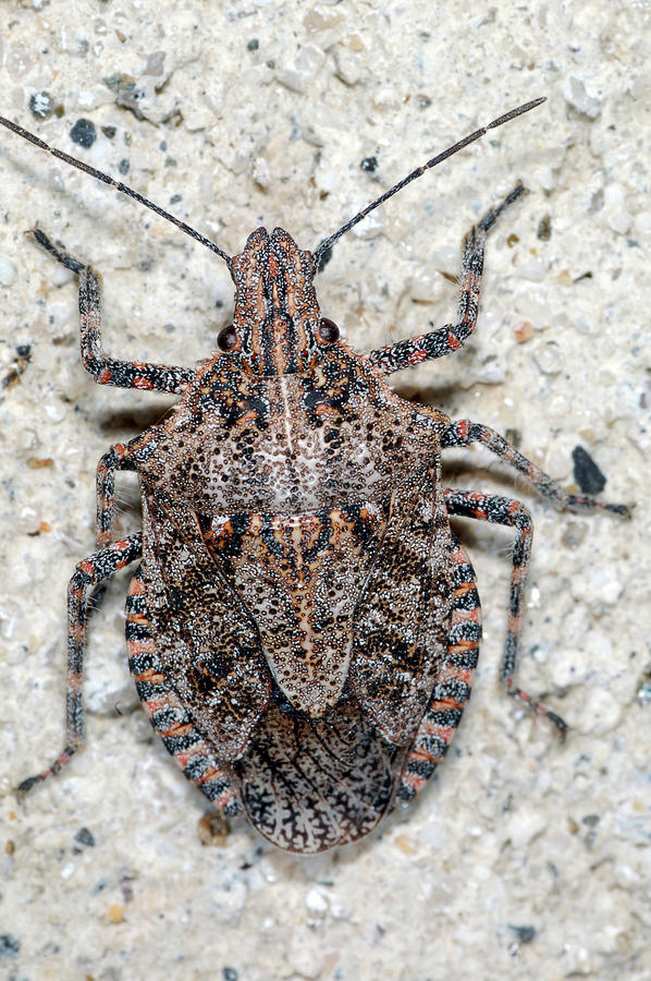Stink Bug Photograph by Breck Bartholomew