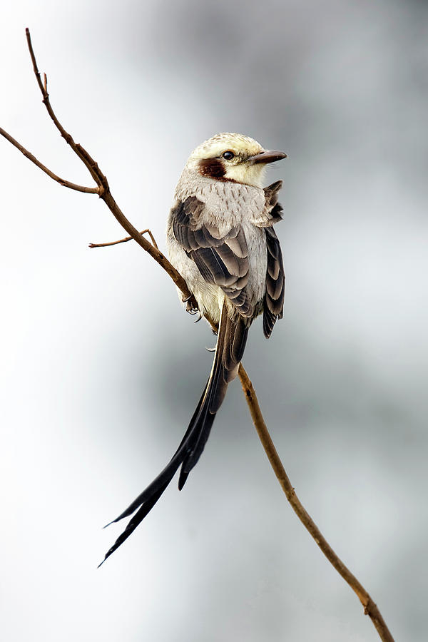 Streamer-tailed Tyrant by Pablo Rodriguez Merkel Streamer-tailed Tyrant by Pablo Rodriguez Merkel