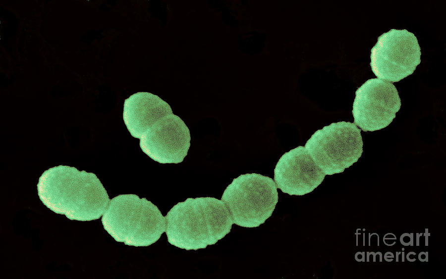 Streptococcus Cremoris #3 Photograph by Scimat