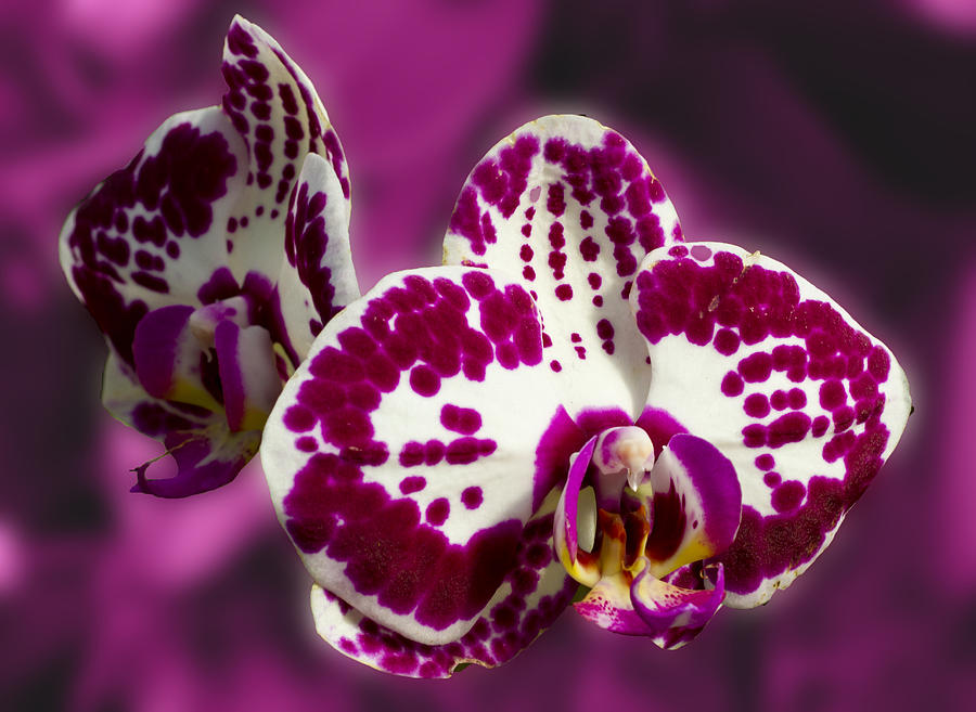Stunning Orchids #3 Photograph by David French